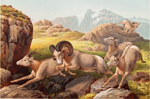 A HUNT ABOVE THE TIMBERLINE
By Edward Knobel